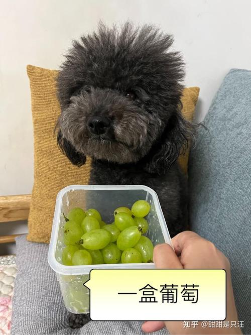 狗狗能吃葡萄皮吗_狗狗能吃葡萄皮吗 泰迪-第3张图片-后鲨宠物 狗狗能吃葡萄皮吗_狗狗能吃葡萄皮吗 泰迪-第3张图片-后鲨宠物