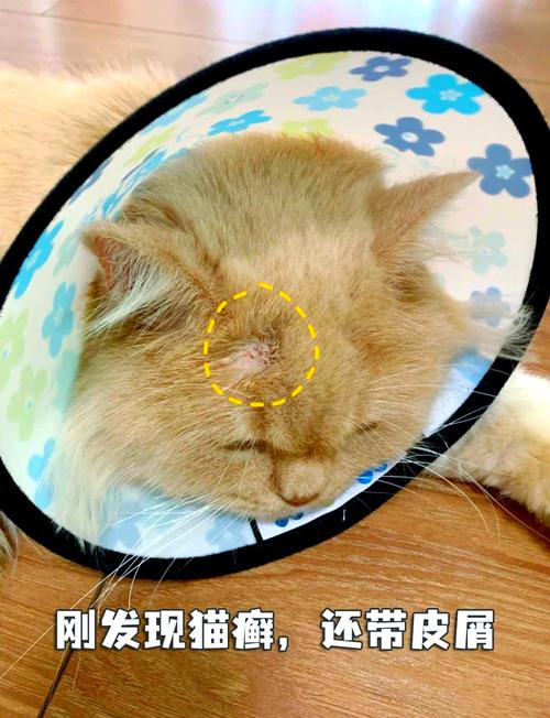 猫咪猫藓怎么治,猫咪猫藓治疗一般花费多少钱?-第2张图片-后鲨宠物 猫咪猫藓怎么治,猫咪猫藓治疗一般花费多少钱?-第2张图片-后鲨宠物