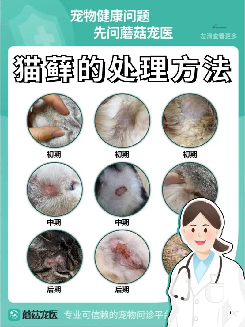 猫咪猫藓怎么治,猫咪猫藓治疗一般花费多少钱?-第3张图片-后鲨宠物 猫咪猫藓怎么治,猫咪猫藓治疗一般花费多少钱?-第3张图片-后鲨宠物