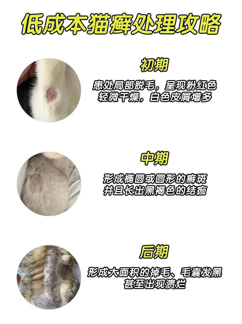 猫咪猫藓怎么治,猫咪猫藓治疗一般花费多少钱?-第5张图片-后鲨宠物 猫咪猫藓怎么治,猫咪猫藓治疗一般花费多少钱?-第5张图片-后鲨宠物