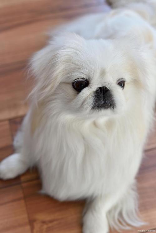 狗狗不能吃什么,狗狗不能吃什么蔬菜?-第2张图片-后鲨宠物 狗狗不能吃什么,狗狗不能吃什么蔬菜?-第2张图片-后鲨宠物