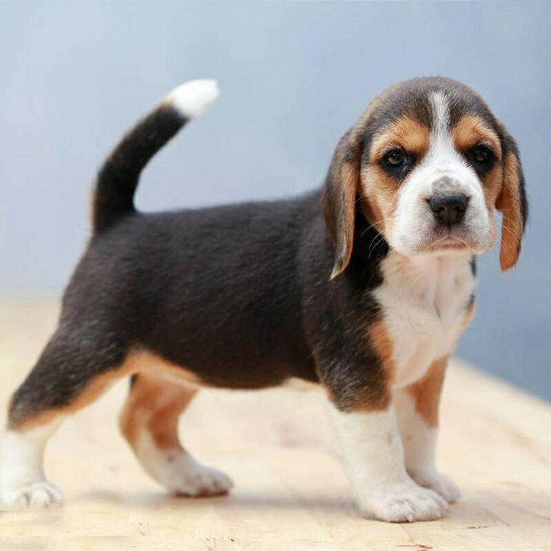 大耳朵狗狗品种,大耳朵的狗叫什么品种-第1张图片-后鲨宠物 大耳朵狗狗品种,大耳朵的狗叫什么品种-第1张图片-后鲨宠物