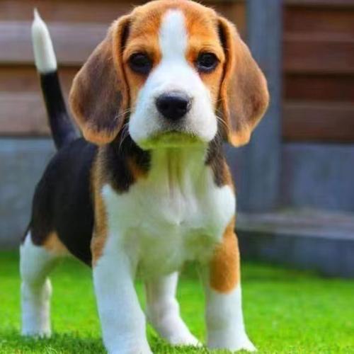 大耳朵狗狗品种,大耳朵的狗叫什么品种-第2张图片-后鲨宠物 大耳朵狗狗品种,大耳朵的狗叫什么品种-第2张图片-后鲨宠物