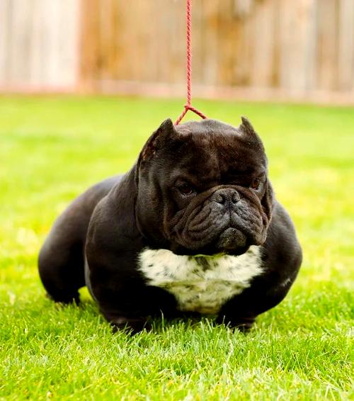 大耳朵狗狗品种,大耳朵的狗叫什么品种-第3张图片-后鲨宠物 大耳朵狗狗品种,大耳朵的狗叫什么品种-第3张图片-后鲨宠物