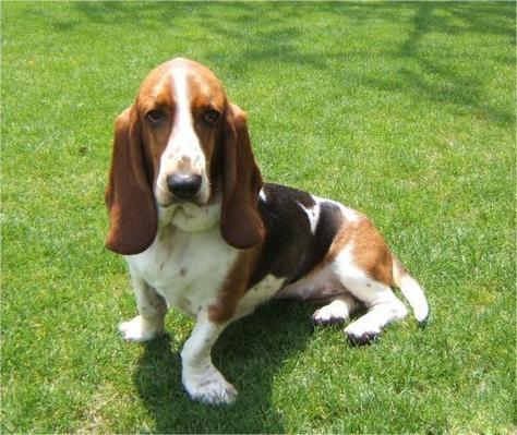 大耳朵狗狗品种,大耳朵的狗叫什么品种-第4张图片-后鲨宠物 大耳朵狗狗品种,大耳朵的狗叫什么品种-第4张图片-后鲨宠物