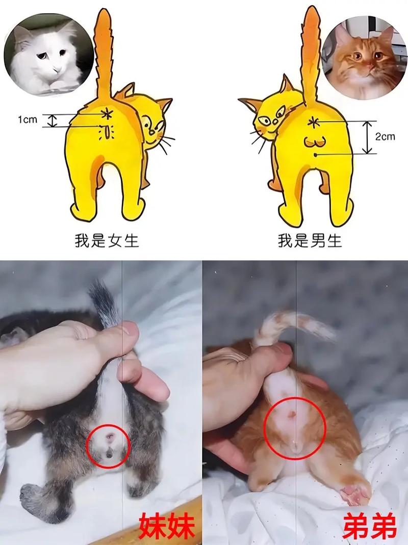 如何分辨猫咪公母,如何分辨猫咪公母图片?-第6张图片-后鲨宠物 如何分辨猫咪公母,如何分辨猫咪公母图片?-第6张图片-后鲨宠物