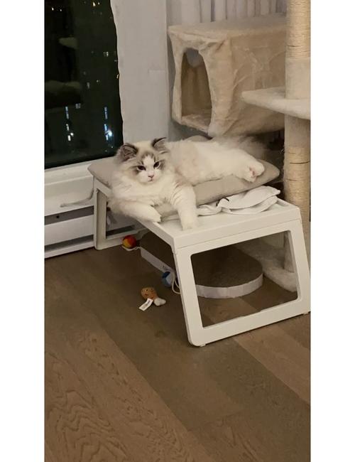 幼猫能吃成猫猫粮吗_幼猫可以喂成猫猫粮吗-第6张图片-后鲨宠物 幼猫能吃成猫猫粮吗_幼猫可以喂成猫猫粮吗-第6张图片-后鲨宠物