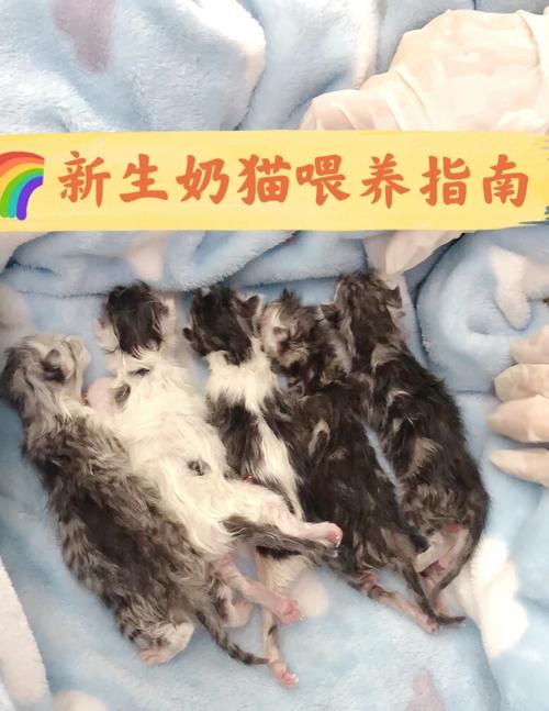 猫咪没奶怎么办,猫没奶怎么回事-第1张图片-后鲨宠物 猫咪没奶怎么办,猫没奶怎么回事-第1张图片-后鲨宠物