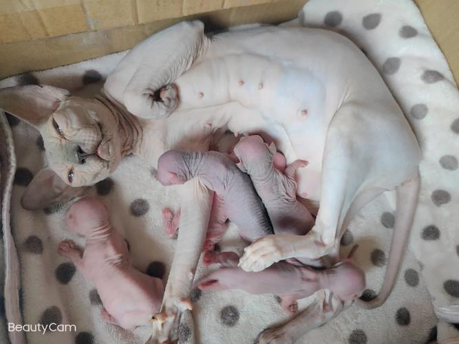 猫咪没奶怎么办,猫没奶怎么回事-第3张图片-后鲨宠物 猫咪没奶怎么办,猫没奶怎么回事-第3张图片-后鲨宠物