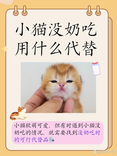 猫咪没奶怎么办,猫没奶怎么回事-第4张图片-后鲨宠物 猫咪没奶怎么办,猫没奶怎么回事-第4张图片-后鲨宠物