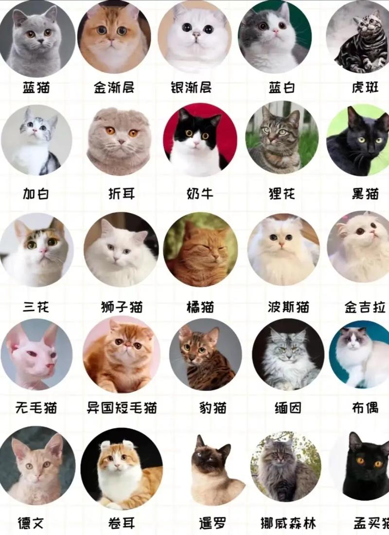 最便宜的猫咪品种,最便宜的家猫-第1张图片-后鲨宠物 最便宜的猫咪品种,最便宜的家猫-第1张图片-后鲨宠物