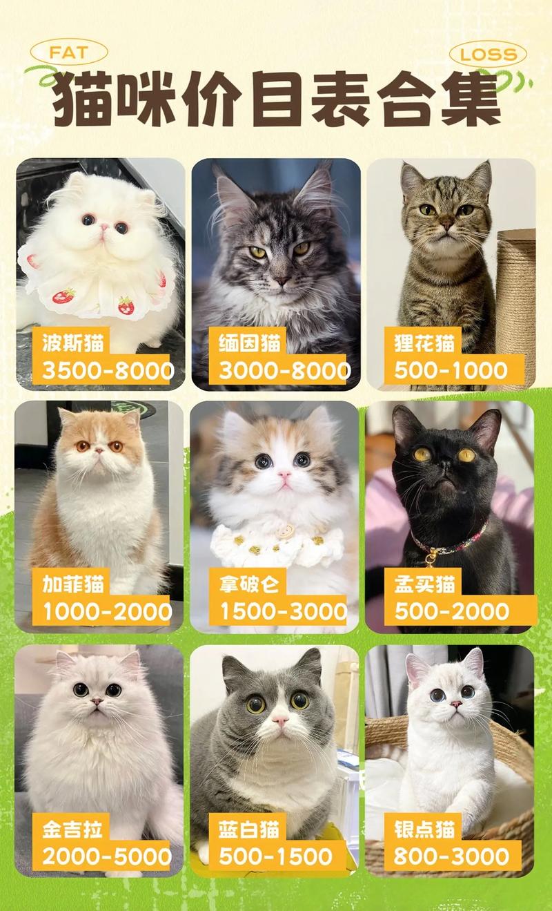 最便宜的猫咪品种,最便宜的家猫-第2张图片-后鲨宠物 最便宜的猫咪品种,最便宜的家猫-第2张图片-后鲨宠物