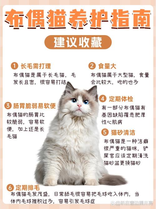怎么知道猫咪怀孕了_如何知道猫猫怀孕-第2张图片-后鲨宠物