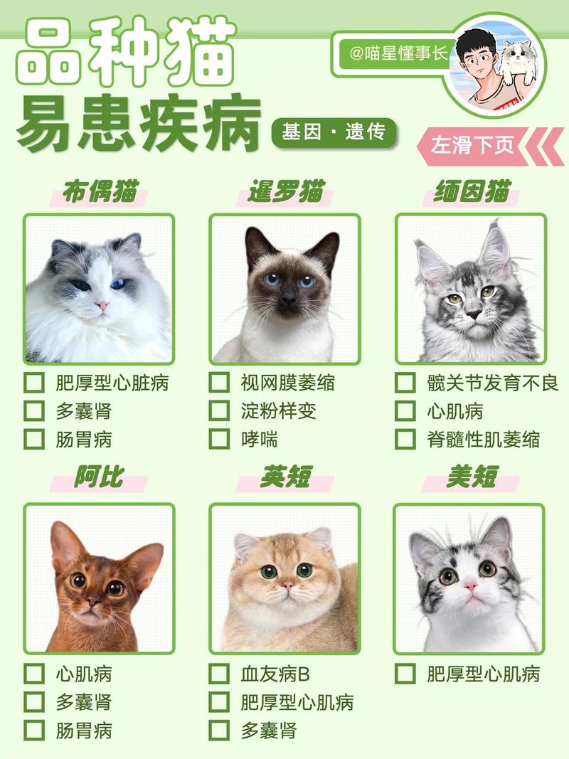 猫咪会生什么病,猫咪生什么病需要输液?-第1张图片-后鲨宠物 猫咪会生什么病,猫咪生什么病需要输液?-第1张图片-后鲨宠物