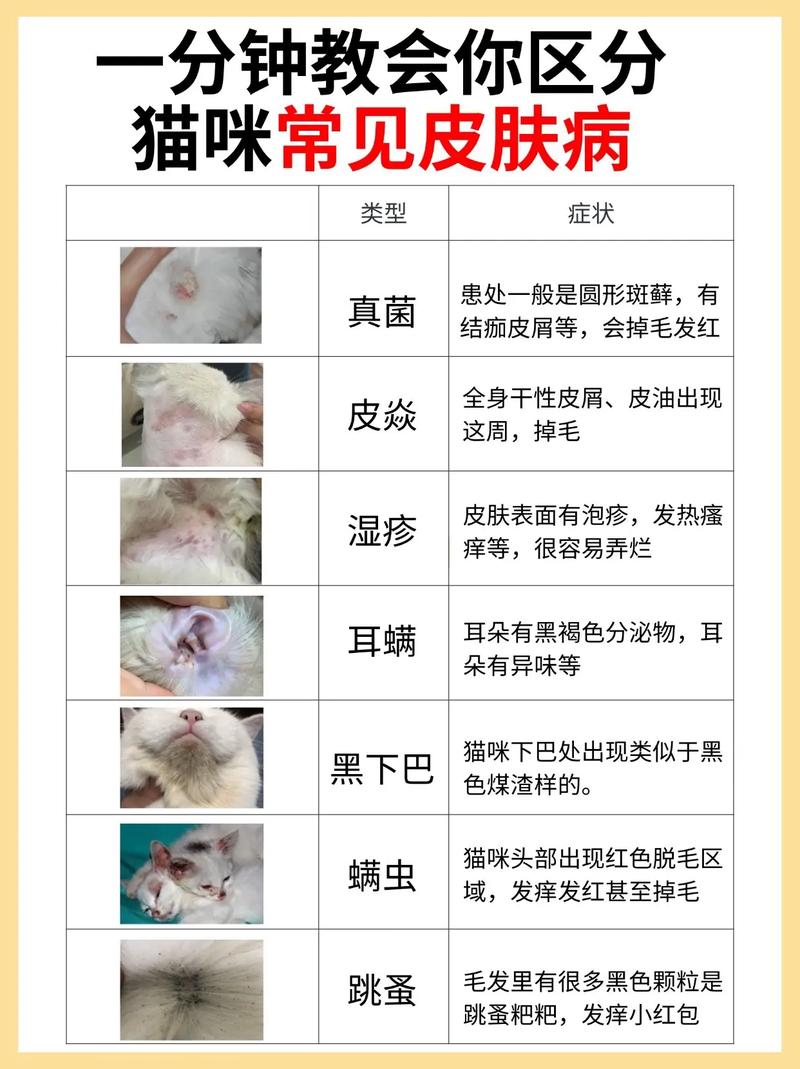 猫咪会生什么病,猫咪生什么病需要输液?-第3张图片-后鲨宠物 猫咪会生什么病,猫咪生什么病需要输液?-第3张图片-后鲨宠物
