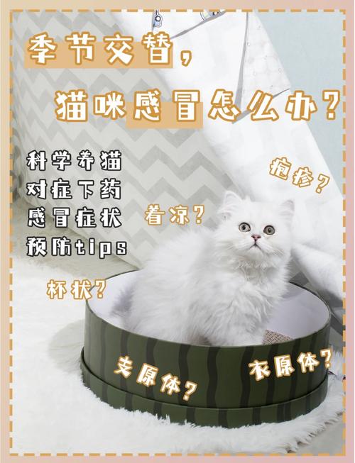 猫咪着凉了怎么办，猫咪着凉了能自愈吗？-第3张图片-后鲨宠物