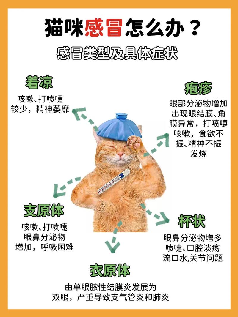 猫咪着凉了怎么办，猫咪着凉了能自愈吗？-第4张图片-后鲨宠物