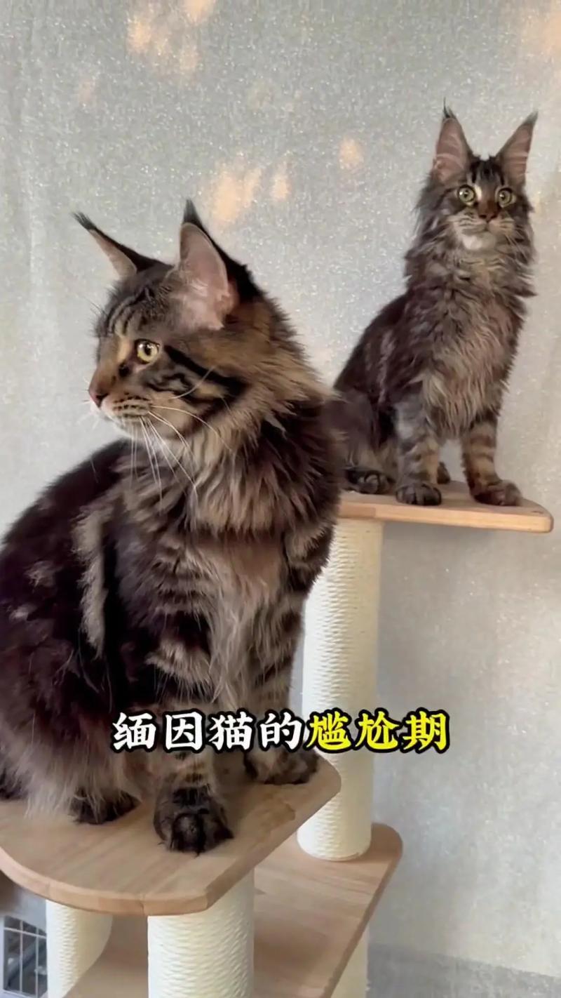 猫咪缺钙的症状,猫咪缺钙早期症状?-第1张图片-后鲨宠物 猫咪缺钙的症状,猫咪缺钙早期症状?-第1张图片-后鲨宠物