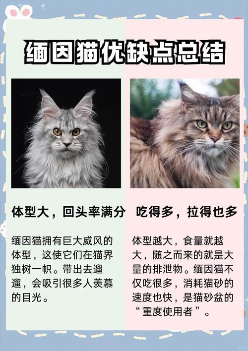 猫咪缺钙的症状,猫咪缺钙早期症状?-第2张图片-后鲨宠物 猫咪缺钙的症状,猫咪缺钙早期症状?-第2张图片-后鲨宠物