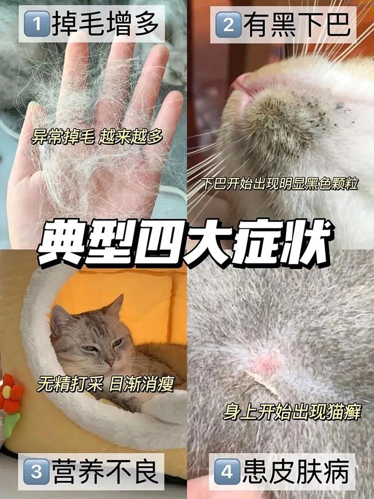 猫咪缺钙的症状,猫咪缺钙早期症状?-第5张图片-后鲨宠物 猫咪缺钙的症状,猫咪缺钙早期症状?-第5张图片-后鲨宠物