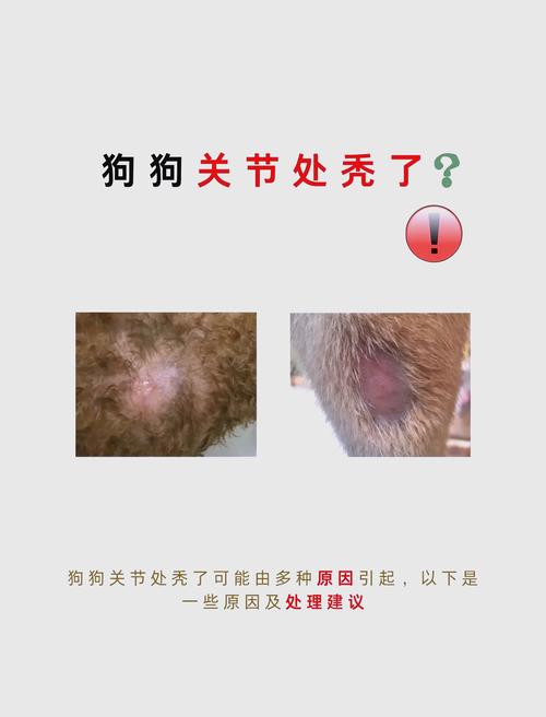 狗狗掉毛是什么原因,宠物狗掉毛是什么原因-第4张图片-后鲨宠物 狗狗掉毛是什么原因,宠物狗掉毛是什么原因-第4张图片-后鲨宠物