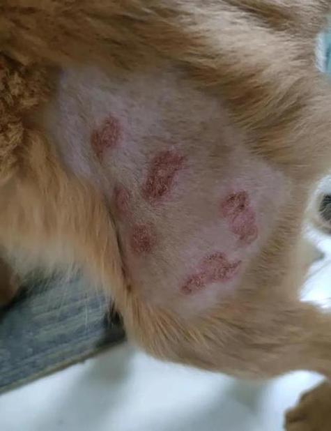  狗狗身上有螨虫的表现，狗狗身上有螨虫会怎么样-第1张图片-后鲨宠物