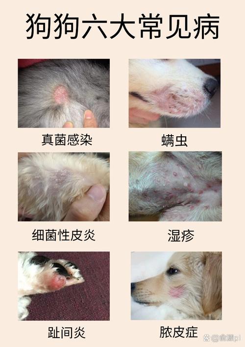  狗狗身上有螨虫的表现，狗狗身上有螨虫会怎么样-第5张图片-后鲨宠物