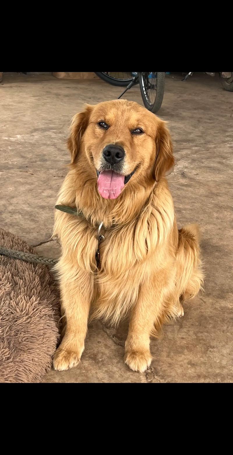 金毛狗狗多少钱一只,金毛狗最少多少钱一只-第2张图片-后鲨宠物 金毛狗狗多少钱一只,金毛狗最少多少钱一只-第2张图片-后鲨宠物