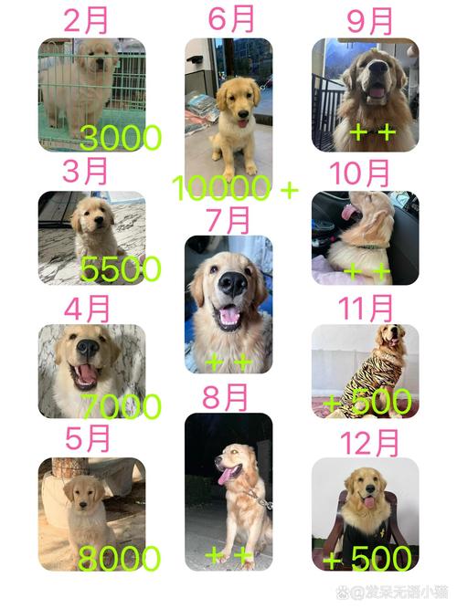 金毛狗狗多少钱一只,金毛狗最少多少钱一只-第3张图片-后鲨宠物 金毛狗狗多少钱一只,金毛狗最少多少钱一只-第3张图片-后鲨宠物