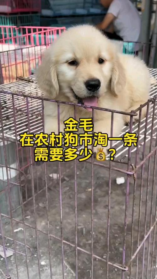 金毛狗狗多少钱一只,金毛狗最少多少钱一只-第4张图片-后鲨宠物 金毛狗狗多少钱一只,金毛狗最少多少钱一只-第4张图片-后鲨宠物