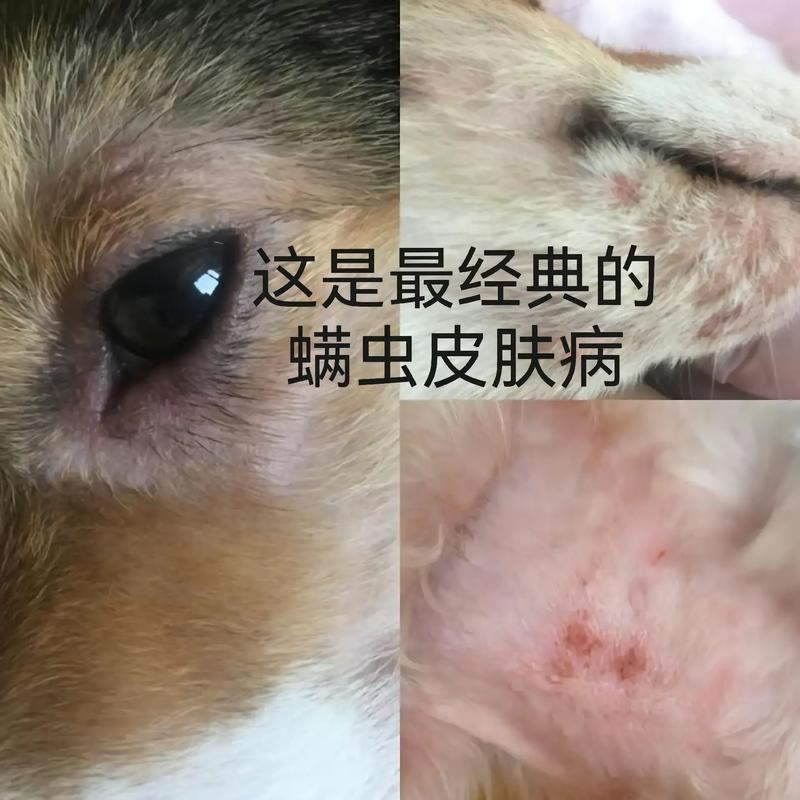 狗狗得了螨虫的症状_狗狗患螨虫怎么治疗方法-第3张图片-后鲨宠物 狗狗得了螨虫的症状_狗狗患螨虫怎么治疗方法-第3张图片-后鲨宠物