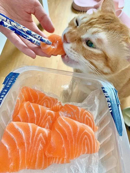 猫咪可以吃生三文鱼吗,猫猫能吃生三文鱼吗-第6张图片-后鲨宠物 猫咪可以吃生三文鱼吗,猫猫能吃生三文鱼吗-第6张图片-后鲨宠物
