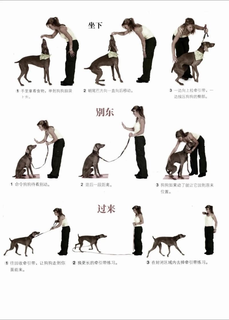 多大的狗狗可以训练,多大的狗狗训练最合适-第3张图片-后鲨宠物 多大的狗狗可以训练,多大的狗狗训练最合适-第3张图片-后鲨宠物