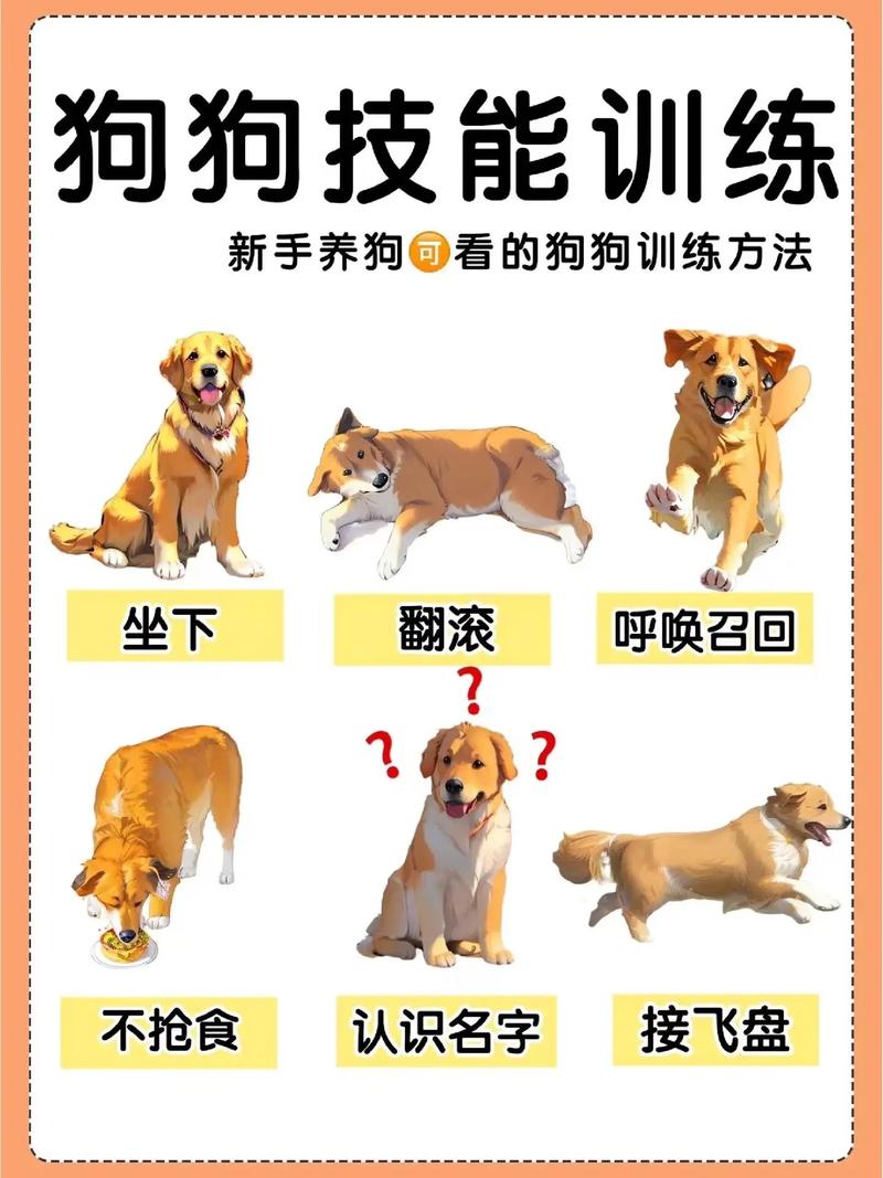 多大的狗狗可以训练,多大的狗狗训练最合适-第4张图片-后鲨宠物 多大的狗狗可以训练,多大的狗狗训练最合适-第4张图片-后鲨宠物