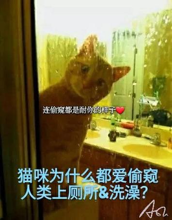  猫咪为什么喜欢看人洗澡，猫为什么喜欢偷看人洗澡-第3张图片-后鲨宠物