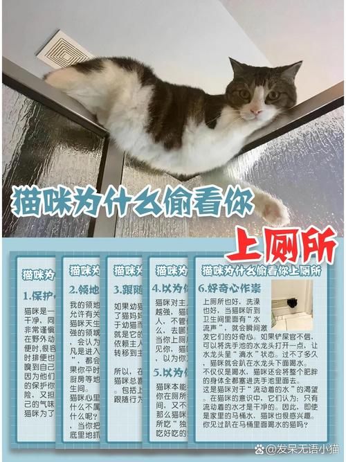  猫咪为什么喜欢看人洗澡，猫为什么喜欢偷看人洗澡-第4张图片-后鲨宠物