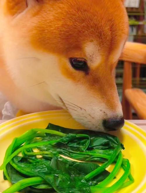 狗狗可以吃挂面吗_狗狗可以吃白水煮挂面吗-第1张图片-后鲨宠物 狗狗可以吃挂面吗_狗狗可以吃白水煮挂面吗-第1张图片-后鲨宠物