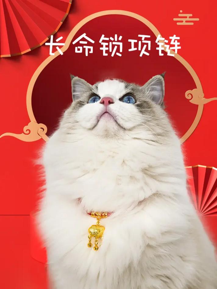 猫咪可以带项圈吗,猫咪可以带颈圈吗-第3张图片-后鲨宠物 猫咪可以带项圈吗,猫咪可以带颈圈吗-第3张图片-后鲨宠物