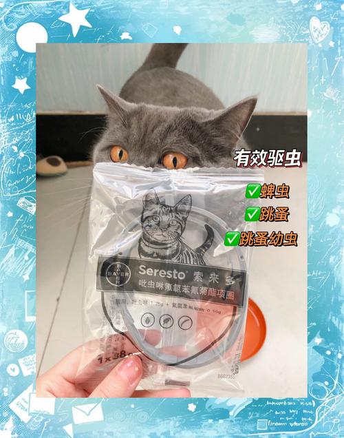 猫咪可以带项圈吗,猫咪可以带颈圈吗-第4张图片-后鲨宠物 猫咪可以带项圈吗,猫咪可以带颈圈吗-第4张图片-后鲨宠物