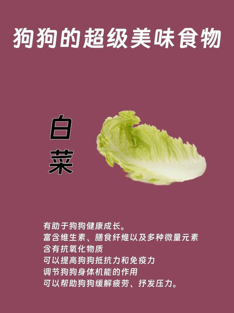 狗狗吃什么蔬菜,狗狗吃什么蔬菜比较好-第5张图片-后鲨宠物 狗狗吃什么蔬菜,狗狗吃什么蔬菜比较好-第5张图片-后鲨宠物