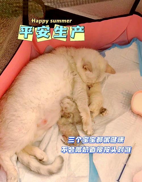 怎样帮助猫咪生产,如何帮助猫咪生产-第1张图片-后鲨宠物 怎样帮助猫咪生产,如何帮助猫咪生产-第1张图片-后鲨宠物