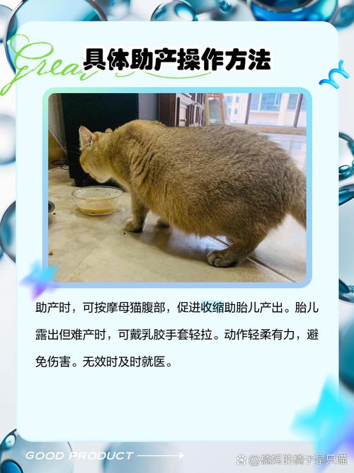 怎样帮助猫咪生产,如何帮助猫咪生产-第2张图片-后鲨宠物 怎样帮助猫咪生产,如何帮助猫咪生产-第2张图片-后鲨宠物