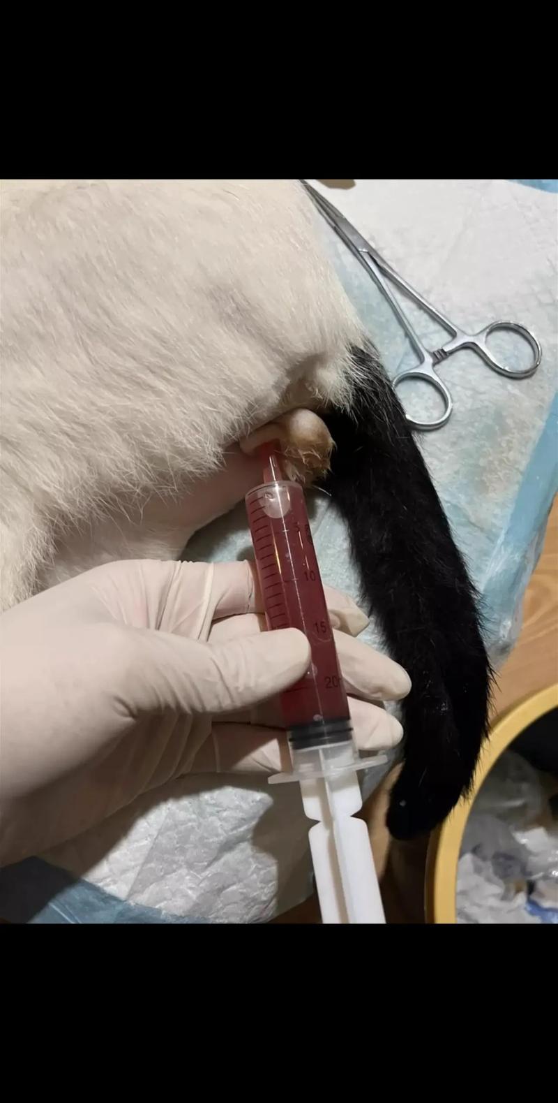 怎样帮助猫咪生产,如何帮助猫咪生产-第4张图片-后鲨宠物 怎样帮助猫咪生产,如何帮助猫咪生产-第4张图片-后鲨宠物