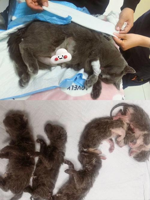 怎样帮助猫咪生产,如何帮助猫咪生产-第5张图片-后鲨宠物 怎样帮助猫咪生产,如何帮助猫咪生产-第5张图片-后鲨宠物