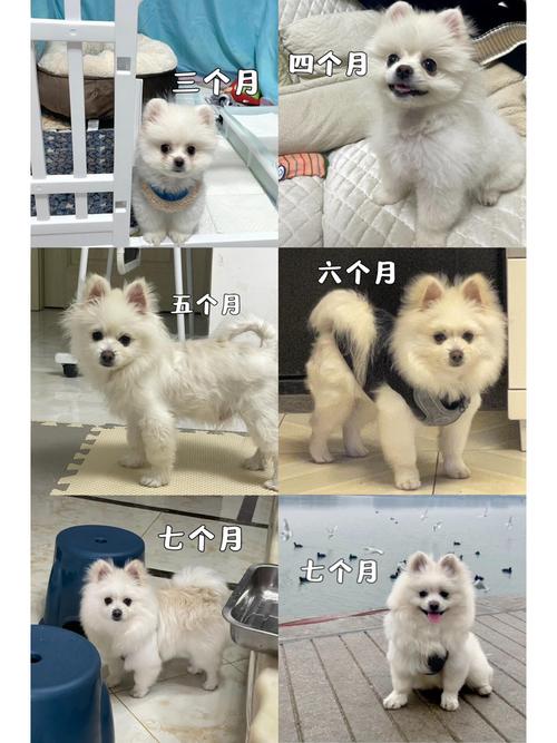 狗狗可以吃苹果皮吗,狗能吃苹果吗?-第1张图片-后鲨宠物 狗狗可以吃苹果皮吗,狗能吃苹果吗?-第1张图片-后鲨宠物