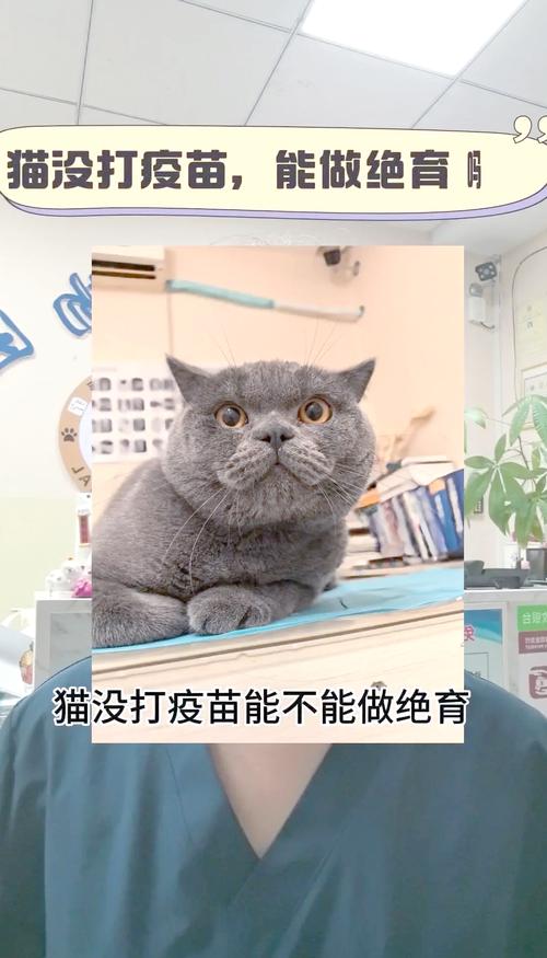  猫咪不打疫苗可以吗，猫咪不打疫苗可以吗?-第5张图片-后鲨宠物