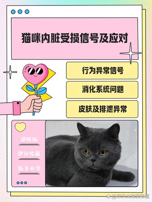 猫咪内脏受损的表现,猫咪内脏受损的表现是什么?-第4张图片-后鲨宠物 猫咪内脏受损的表现,猫咪内脏受损的表现是什么?-第4张图片-后鲨宠物