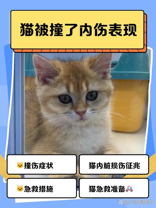 猫咪内脏受损的表现,猫咪内脏受损的表现是什么?-第6张图片-后鲨宠物 猫咪内脏受损的表现,猫咪内脏受损的表现是什么?-第6张图片-后鲨宠物