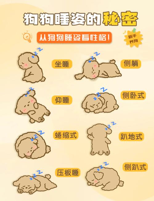 怎么让狗狗快速睡觉,怎样让狗狗快速睡觉?-第1张图片-后鲨宠物 怎么让狗狗快速睡觉,怎样让狗狗快速睡觉?-第1张图片-后鲨宠物