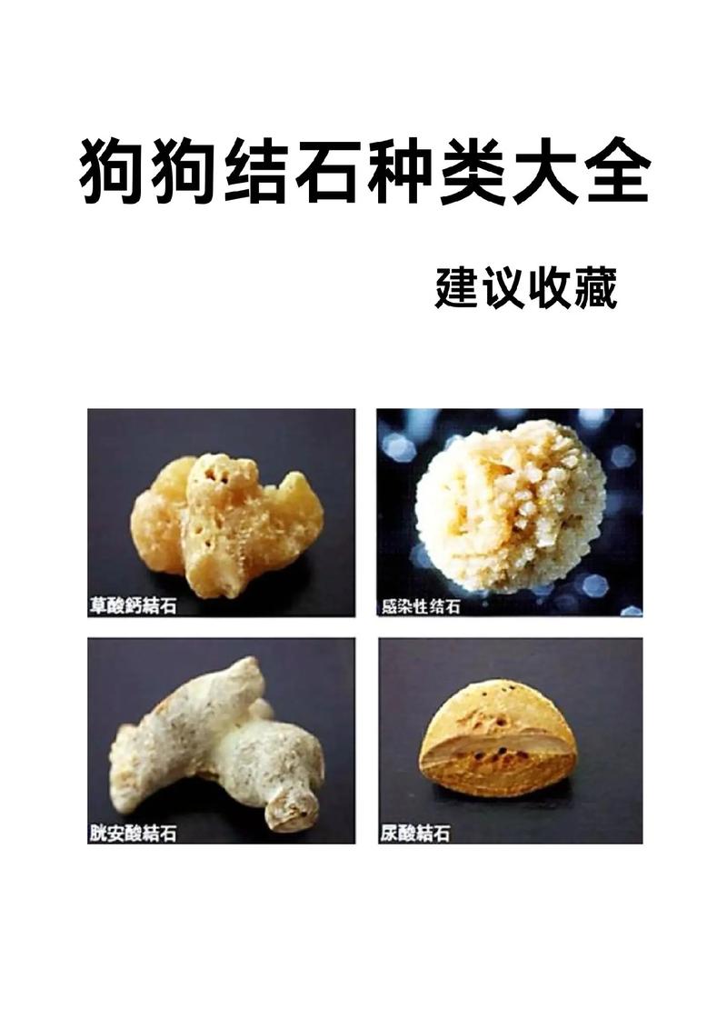 狗狗结石吃什么药比较好_狗狗结石吃药能治愈吗-第5张图片-后鲨宠物 狗狗结石吃什么药比较好_狗狗结石吃药能治愈吗-第5张图片-后鲨宠物